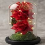 An illuminated enchanted rose dome, popular among anniversary gift ideas Lahore.